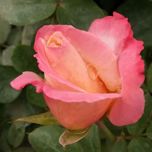 Rosa  Laetitia Casta® - biało - różowy - Róże pienne - z kwiatami hybrydowo herbacianymi - korona równomiernie ukształtowana